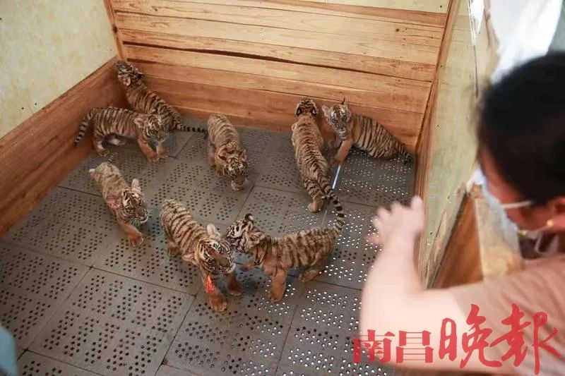 南昌动物园华南虎圈养数世界之最总数达24只(图1)